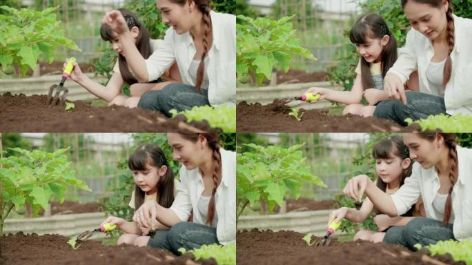 可爱的小女孩和美丽的年轻母亲一起在夏天种植绿色沙拉。妈妈教女儿在放苗前挖一个种植洞。快乐的孩子和妈妈