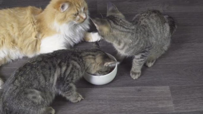 两只灰色条纹的小猫和一只蓬松的大红猫吃肉。