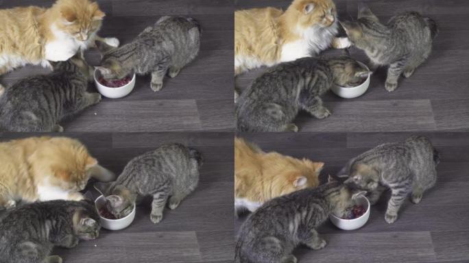 两只灰色条纹的小猫和一只蓬松的大红猫吃肉。