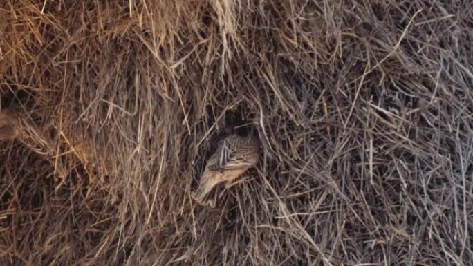 善于交际的织布工或Philetairus socius，在南非Kgalagadi Transfron