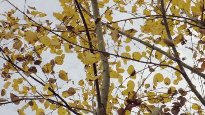 秋天的杨树，叶子黄色。灰蒙蒙的天空前的树枝上的干燥杨树叶子