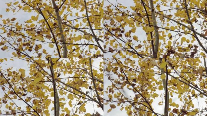 秋天的杨树，叶子黄色。灰蒙蒙的天空前的树枝上的干燥杨树叶子