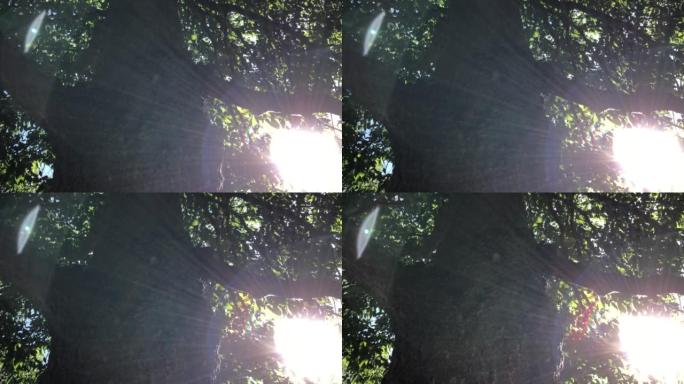Spaeth在阳光下的al木树冠