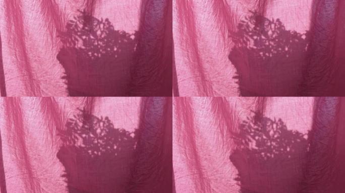 在窗户上的粉红色亚麻窗帘后面的花盆阴影在房间的早晨阳光覆盖背景中。家居天然花卉树叶树枝剪影随风摇摆公