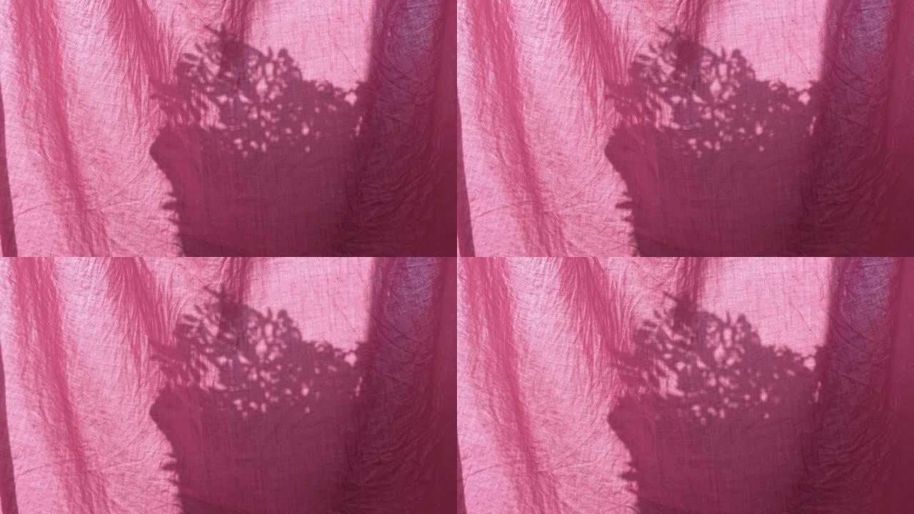 在窗户上的粉红色亚麻窗帘后面的花盆阴影在房间的早晨阳光覆盖背景中。家居天然花卉树叶树枝剪影随风摇摆公
