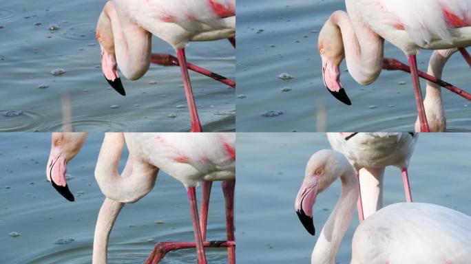 喂食火烈鸟，大火烈鸟，Phoenicopterus roseus