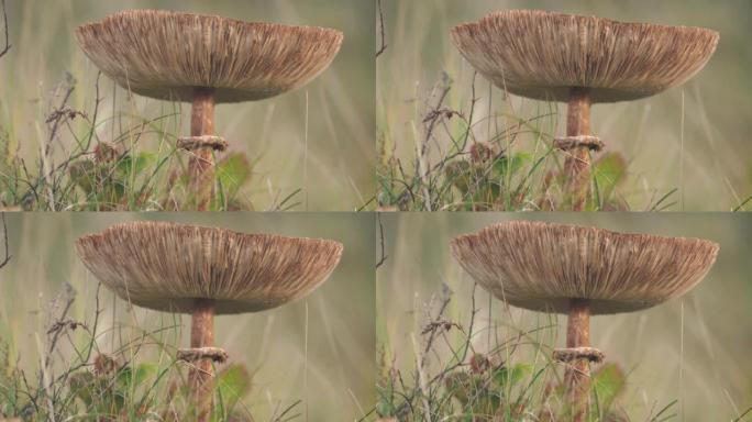 巨大的棕色蘑菇站在草地上，在风中挥舞着一点 (Macrolepiota procera，阳伞蘑菇)