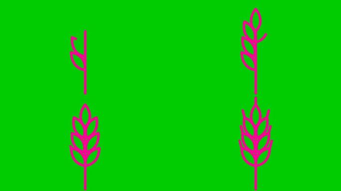 麦穗的动画粉色符号。收获、食物、面包的概念。线性图标。矢量插图孤立在绿色背景上。