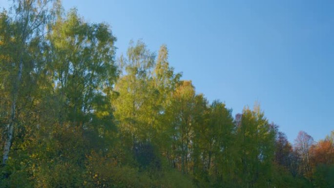 秋天在森林里树冠。风景如画的秋天风景，可以看到白桦树的顶部，黄叶映入天空。实时。