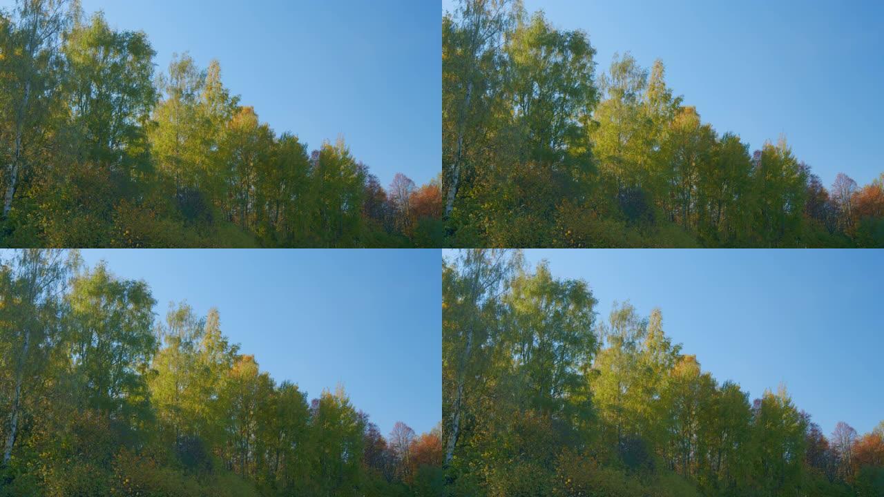 秋天在森林里树冠。风景如画的秋天风景，可以看到白桦树的顶部，黄叶映入天空。实时。