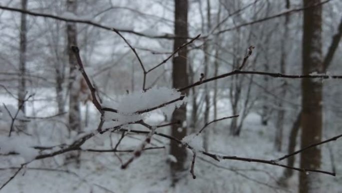 树枝上的蓬松雪特写