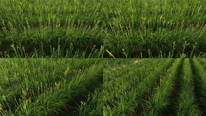 黄花菜种植三农专题片黄花菜航拍粮食安全