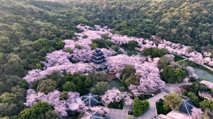 无锡鼋头渚樱花23年最新4K航拍中景