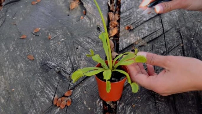 照顾捕蝇草植物