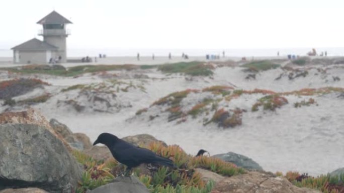 米斯蒂科罗纳多海滩的沙丘，雾中的海浪，美国加利福尼亚海岸。