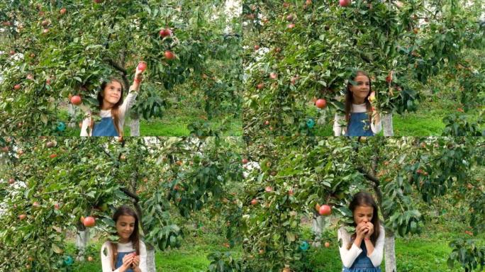 孩子在花园里摘苹果。选择性聚焦。食品。