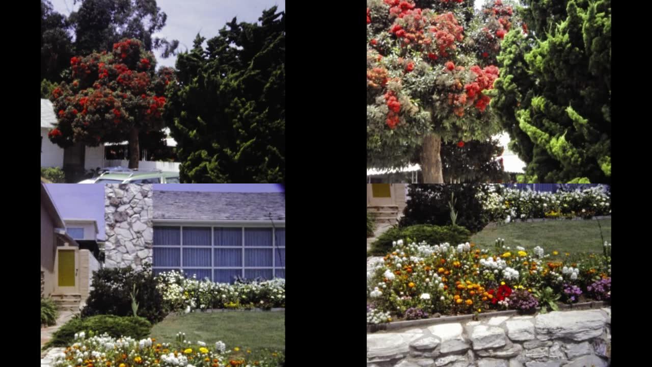 美国1977，花在花园里的花坛