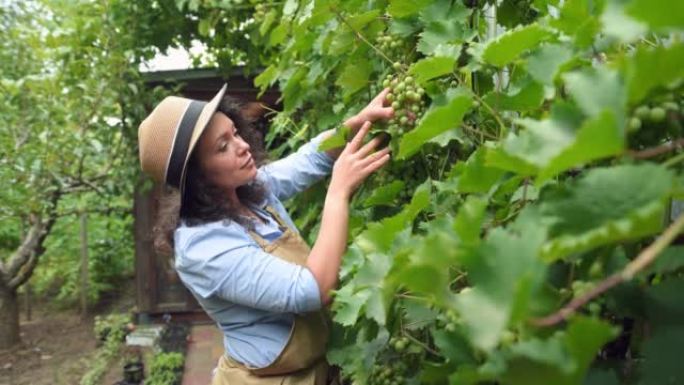 经验丰富的西班牙裔女性葡萄种植者在有机葡萄园中检查悬挂在葡萄藤上的葡萄是否成熟和疾病