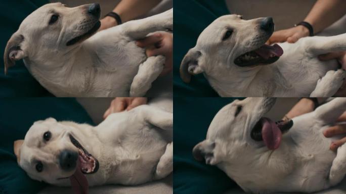 躺在沙发上的满足的奶油色狗的特写镜头。动物的舌头在被主人抚摸时被戳出。四条腿的朋友喜欢抚摸