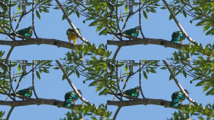 wampoo果鸽跳到雨林的树枝上的慢动作镜头