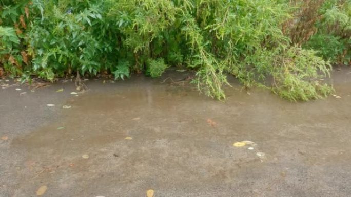 雨中雨水在沥青表面上的水坑