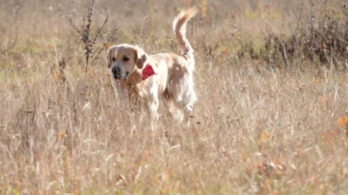 Golden retriever dog in the field