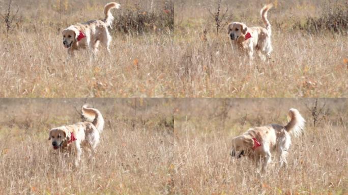 Golden retriever dog in the field