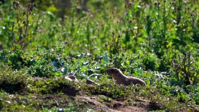 两只黑尾草原土拨鼠互动和进食的特写视频。