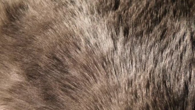 抽象灰色背景来自一只活着的呼吸灰猫，水平