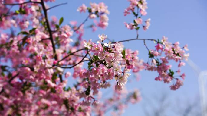 春天阳光海棠花蓝天升格拍摄