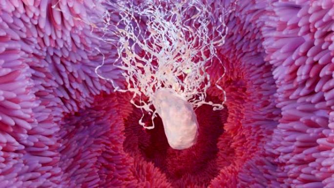 消化系统的微绒毛表面，有细菌和病毒的肠绒毛。微观绒毛，用于消化和吸收食物的毛细血管。人类肠道。幽门螺