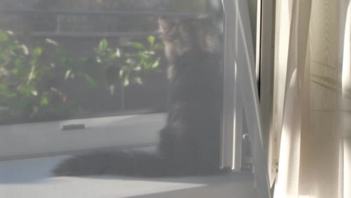 灰色的小猫坐在窗台上，看着窗外，被黎明的阳光照亮了窗外，靠近绿色的室内植物。