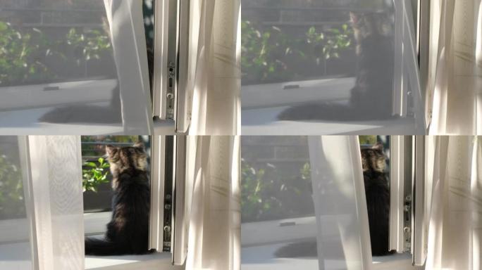 灰色的小猫坐在窗台上，看着窗外，被黎明的阳光照亮了窗外，靠近绿色的室内植物。