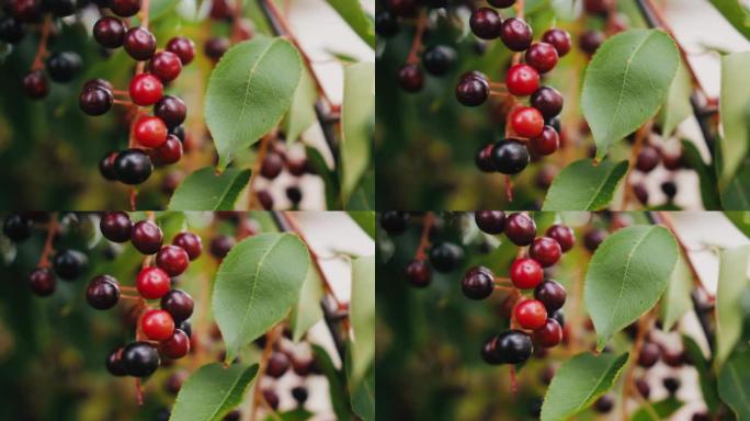 黑色和红色的浆果生长在森林中