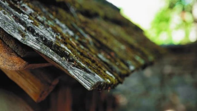 古老的乡村房屋木制木瓦对接屋顶覆盖着苔藓