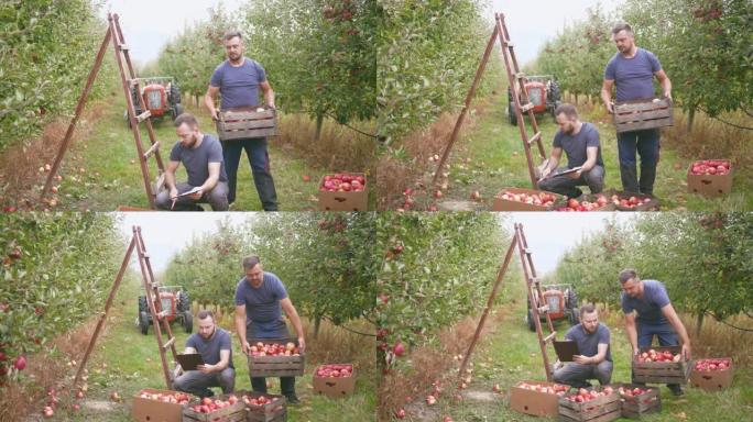 年轻的男性农民向农艺师展示装有苹果的盒子，以检查果园