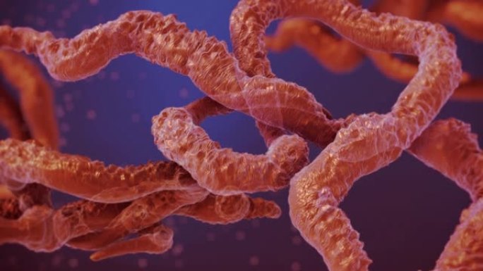 埃博拉病毒化验
