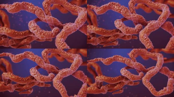 埃博拉病毒化验