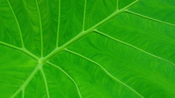 绿色热带植物叶片结构。叶片中央静脉纹理镜头的特写镜头。有机生态生活干在运动中。多汁明亮的彩色背景。