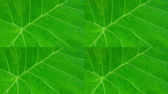 绿色热带植物叶片结构。叶片中央静脉纹理镜头的特写镜头。有机生态生活干在运动中。多汁明亮的彩色背景。