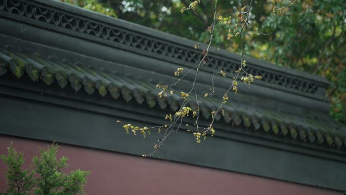 杭州钱王祠春季清明节雨天古建筑自然唯美