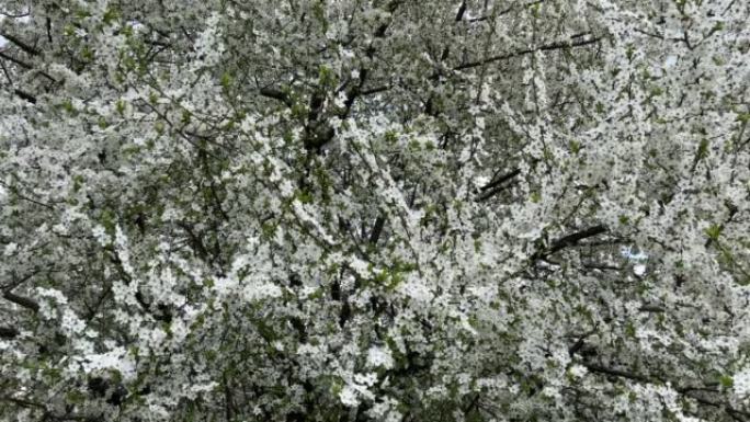 花园里有白花的春天樱花树。