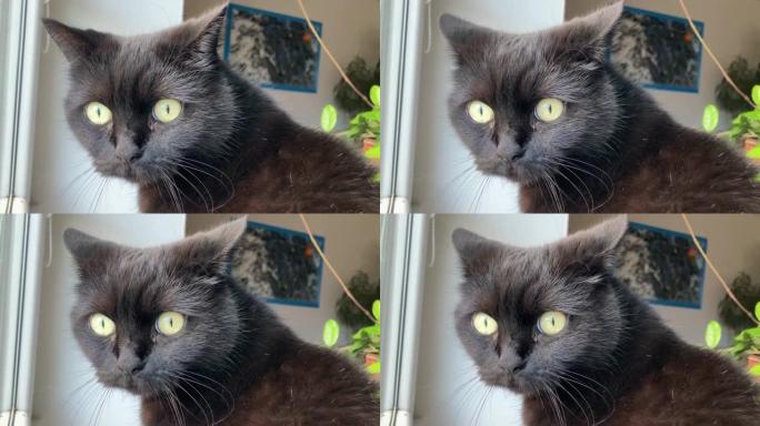 美丽的家养黑猫，绿眼睛，看着窗外做着怪异的滑稽脸