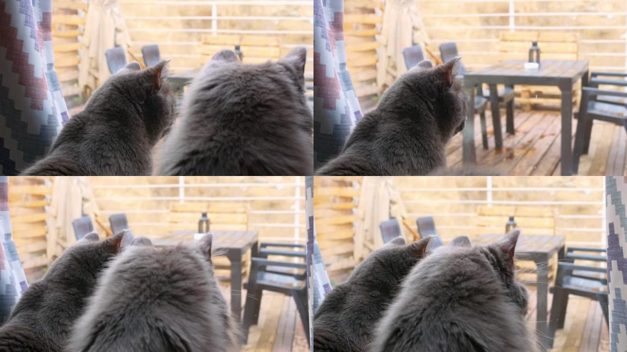 电影镜头的猫在窗口等待他们的主人。无聊的宠物等着主人。乡下家猫的生活。毛茸茸的可爱的猫坐在玻璃门上等
