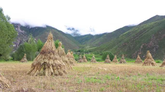 稻草堆 秸秆 稻草 农业 稻田 肥料