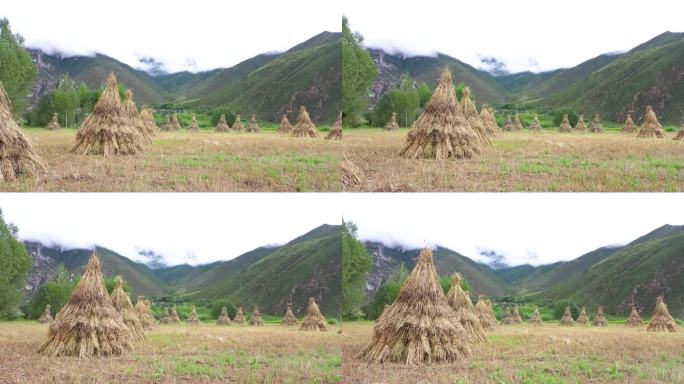 稻草堆 秸秆 稻草 农业 稻田 肥料