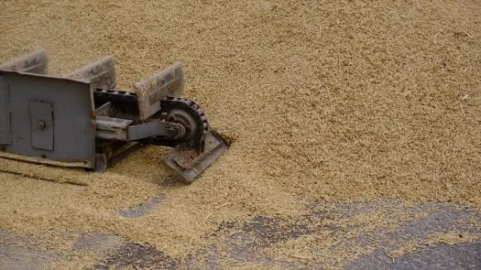 小麦，收获后。面粉产品的全谷物。自动食物装载。现代农业机械谷物装载机和分离器