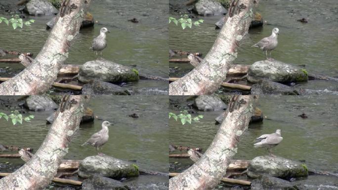 河附近的鲱鱼鸥便便