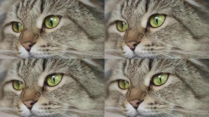 可爱的枪口是一只无聊而平静的猫，有着绿色的眼睛。动物
