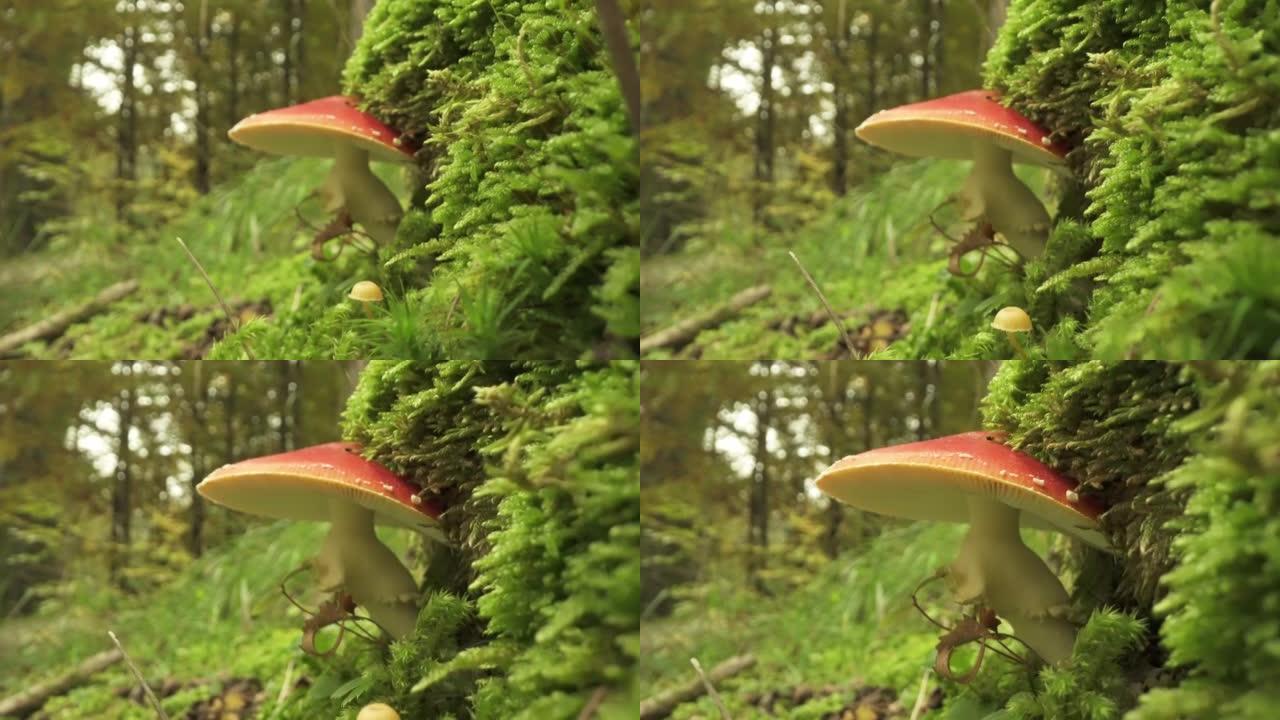 毒蝇伞蘑菇
